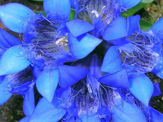 למה חלום של פרחים כחולים?