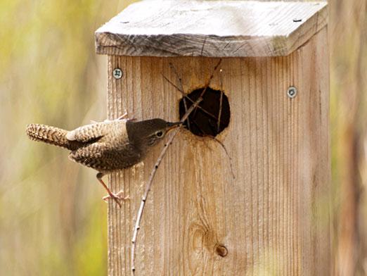 כיצד להפוך את birdhouse?