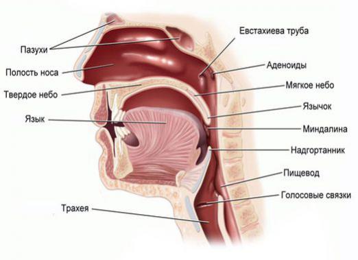 מה הם adenoids?