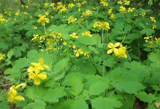 כיצד לקחת celandine?