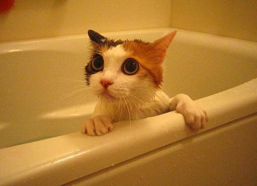 כמה פעמים לשטוף חתול?
