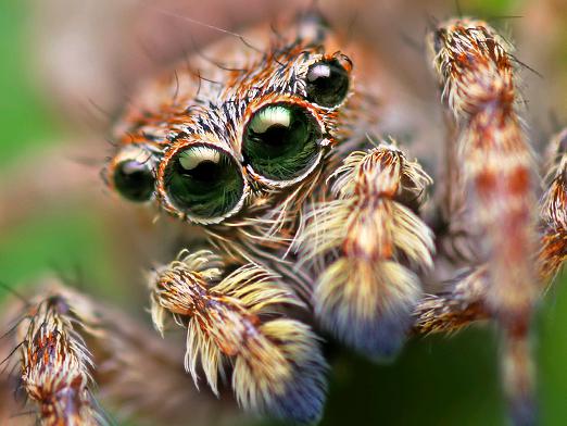 כמה עיניים יש לעכביש?